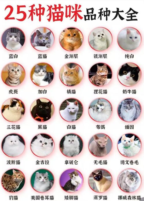 好看的猫咪品种