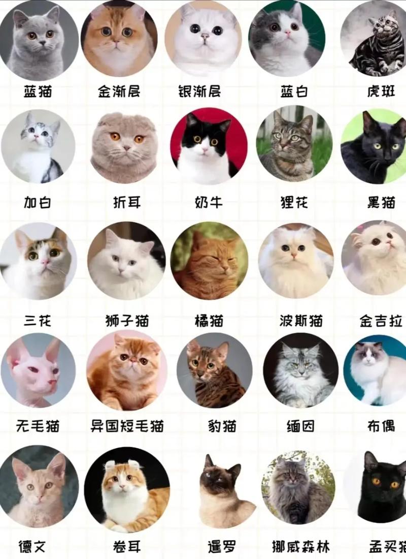 什么品种的猫咪在猫界是比较好看的?