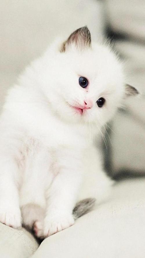 比较受欢迎猫咪种类排名(比较好看的猫排名榜前十名)