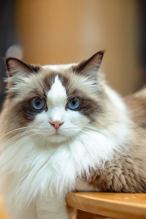 有哪些好看的猫咪品种?