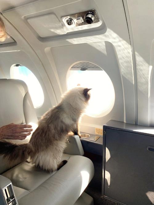 猫坐飞机带什么口罩