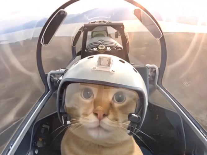 猫坐飞机死亡率