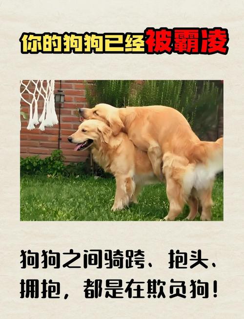 狗闹狗有什么表现