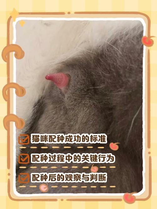 猫是否一配就怀孕了