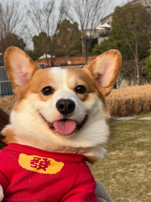 柯基可以闻檀香吗