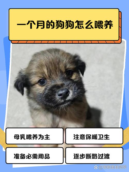 一个月大的狗狗怎么喂养
