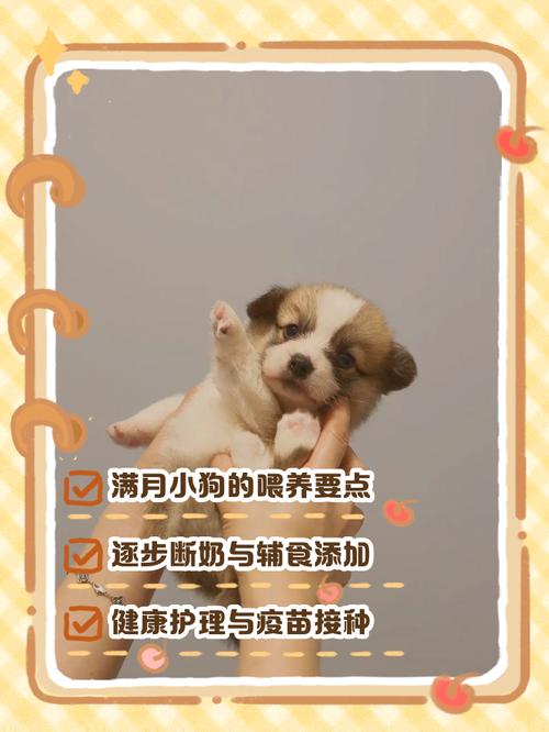 刚满月小狗一天喂几顿合适