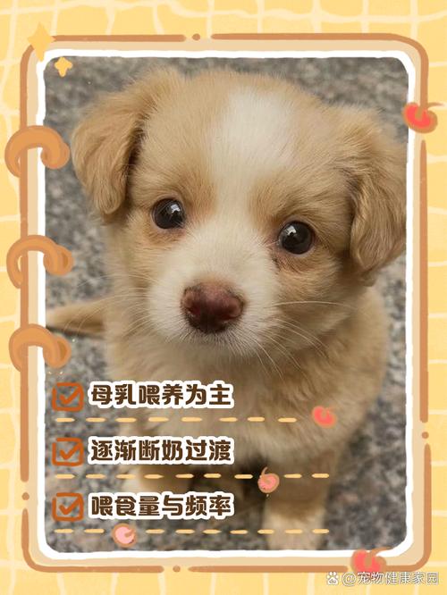 一个月的狗狗怎么喂养