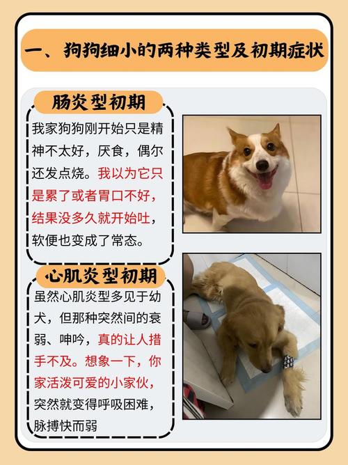 狗狗得了细小病毒撑过几天就没事了