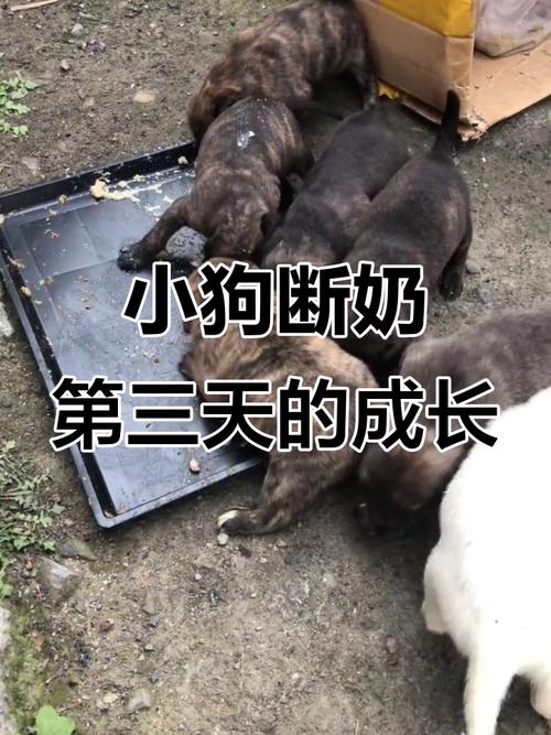 狗狗多久断奶