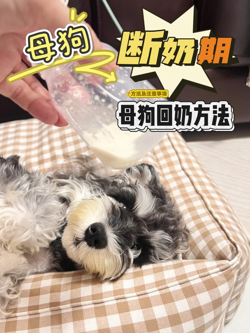 小狗多少天断奶