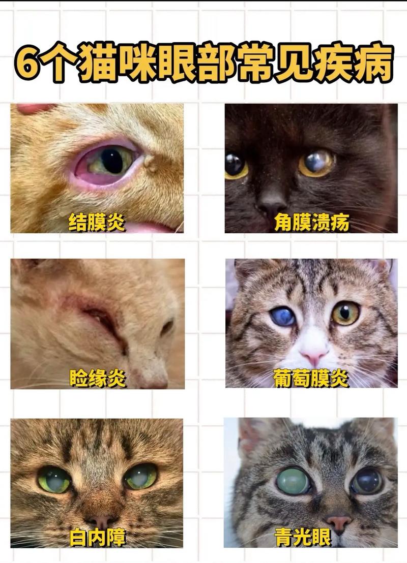 猫咪眼睛周围有猫癣怎么办