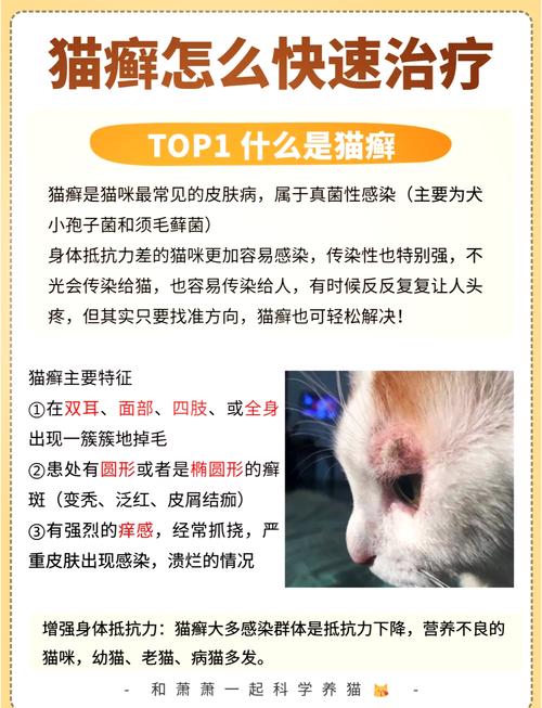 猫咪得了猫藓要怎么治疗?快学起来!