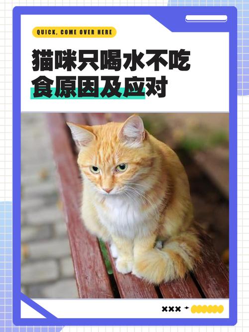 猫咪比较多可以几天不吃饭不喝水?
