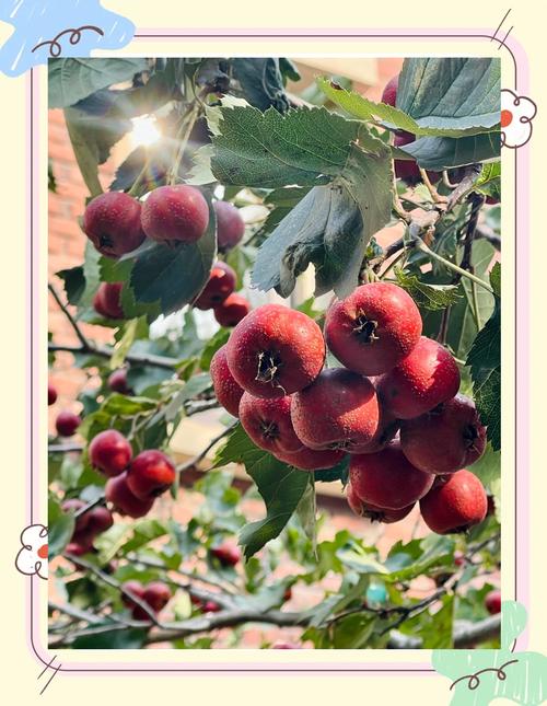 狗狗能吃山楂吗