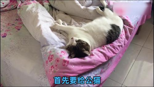 猫咪发情会呕吐吗
