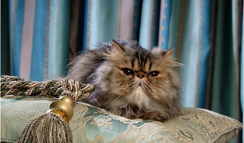 猫咪发情借配回家后吐黄水不吃东西