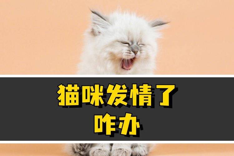 母猫发情以后有呕吐现象怎么办?