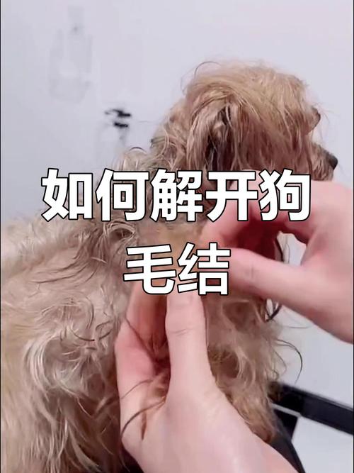 泰迪毛发打结严重怎么办