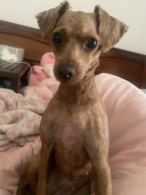 泰迪毛打结怎么办