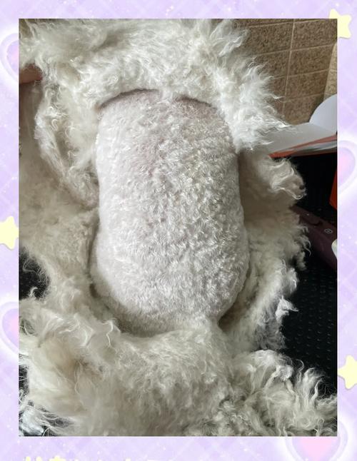 泰迪毛发打结怎么办