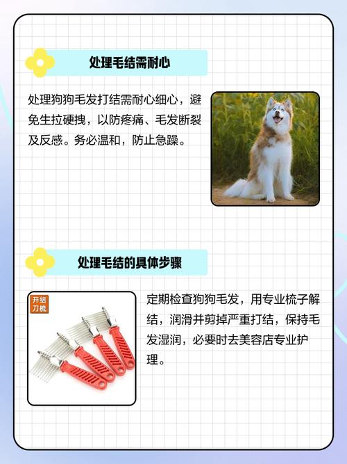 泰迪毛打结了怎样处理?