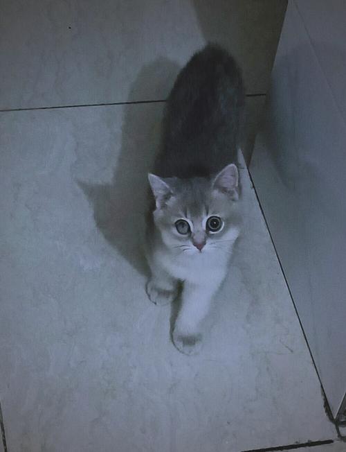 四个月的猫吃什么