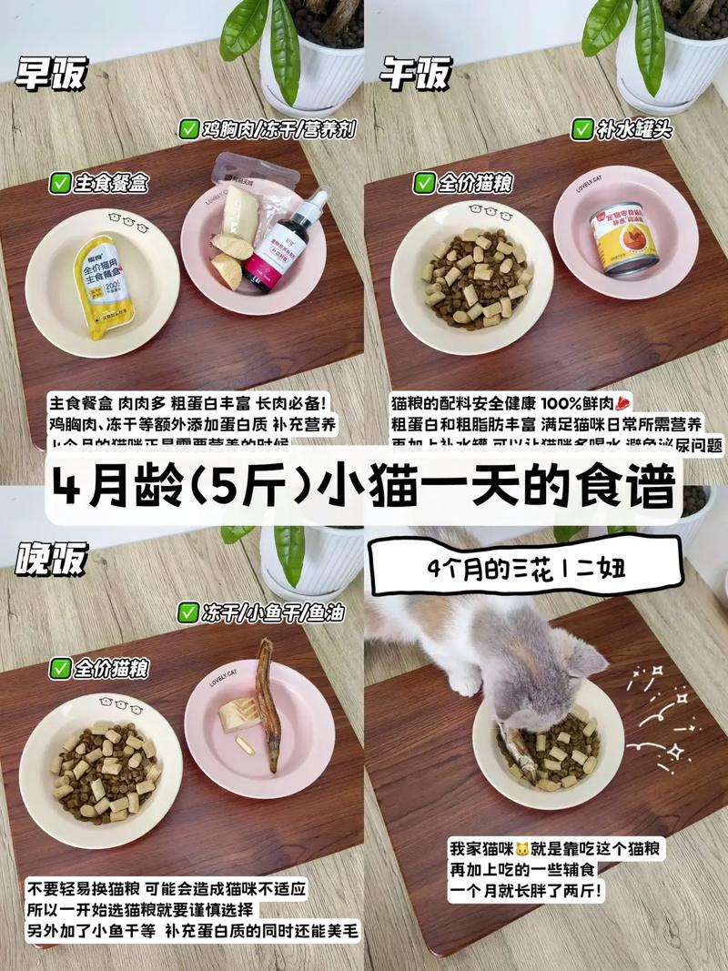三四个月的猫咪吃什么
