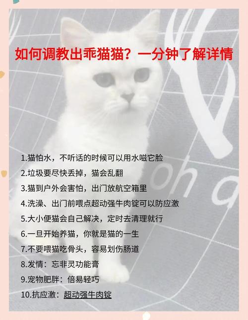 猫喜欢什么人教你讨猫咪的欢心