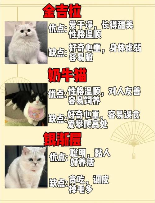 如何和猫咪沟通,才能让猫咪喜欢自己呢?
