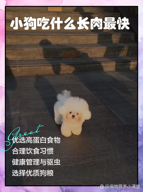 狗狗吃什么容易长肉