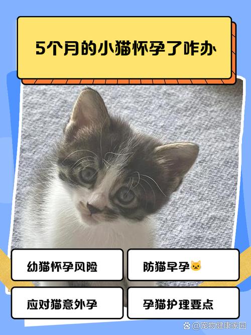 5个月的小猫怀孕了怎么办?