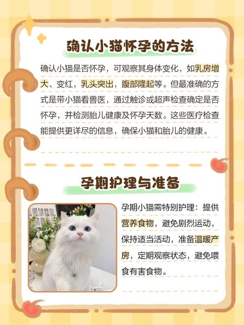猫咪怀孕了要注意什么