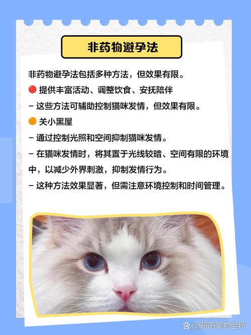 猫咪6个月怀孕了怎么办