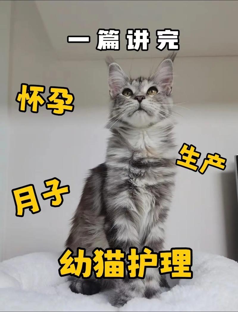 5个月的小猫怀孕了怎么办呢