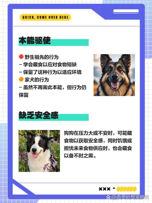 狗狗藏食物是什么原因?