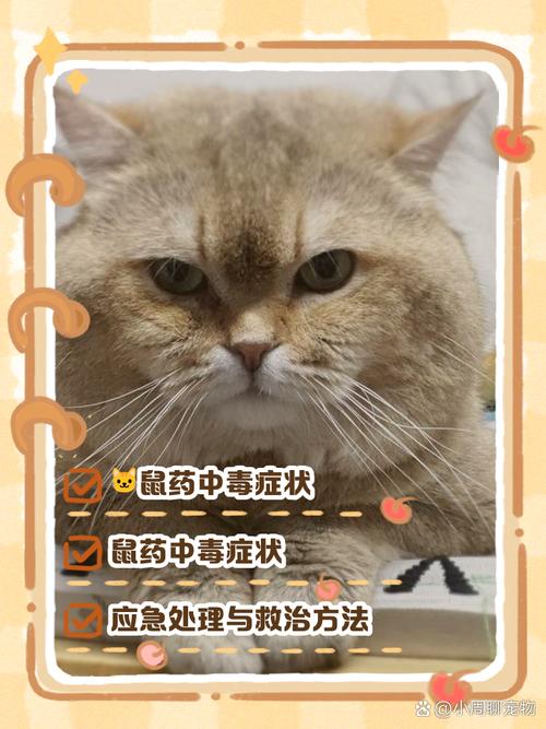 猫吃了老鼠药的症状是什么样的