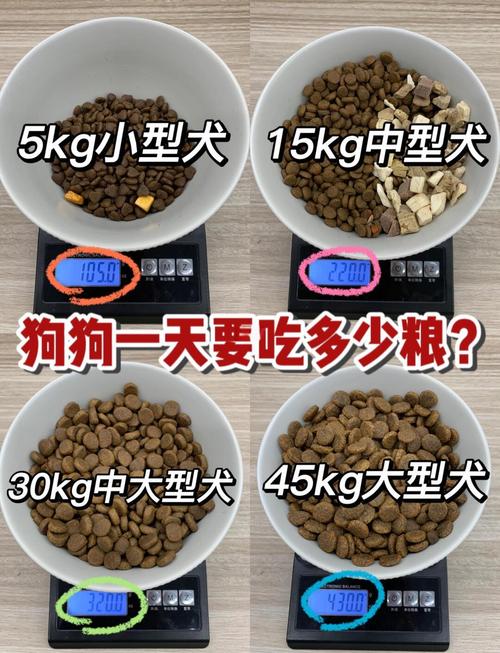 狗狗多大可以吃干狗粮