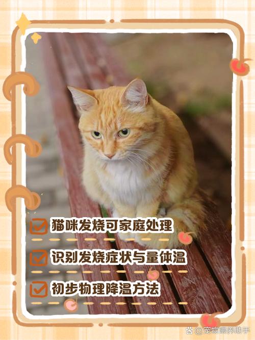 猫咪发烧在家怎么处理