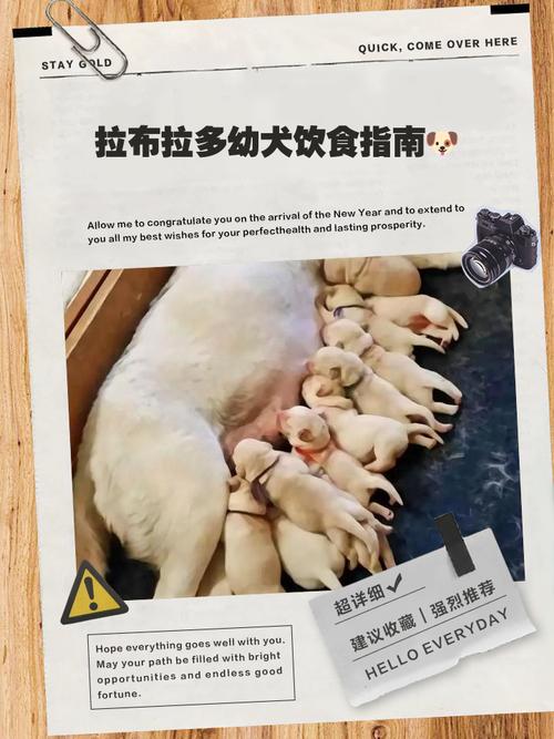 狗可以吃饭吗不要长期给狗狗喂食米饭!