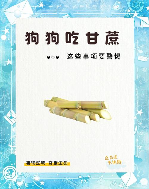 狗不能吃的10种水果