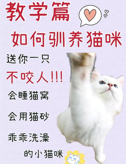 猫太淘气了怎么办