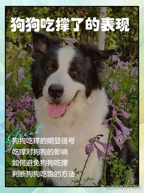 狗吃撑了,都有哪些症状啊