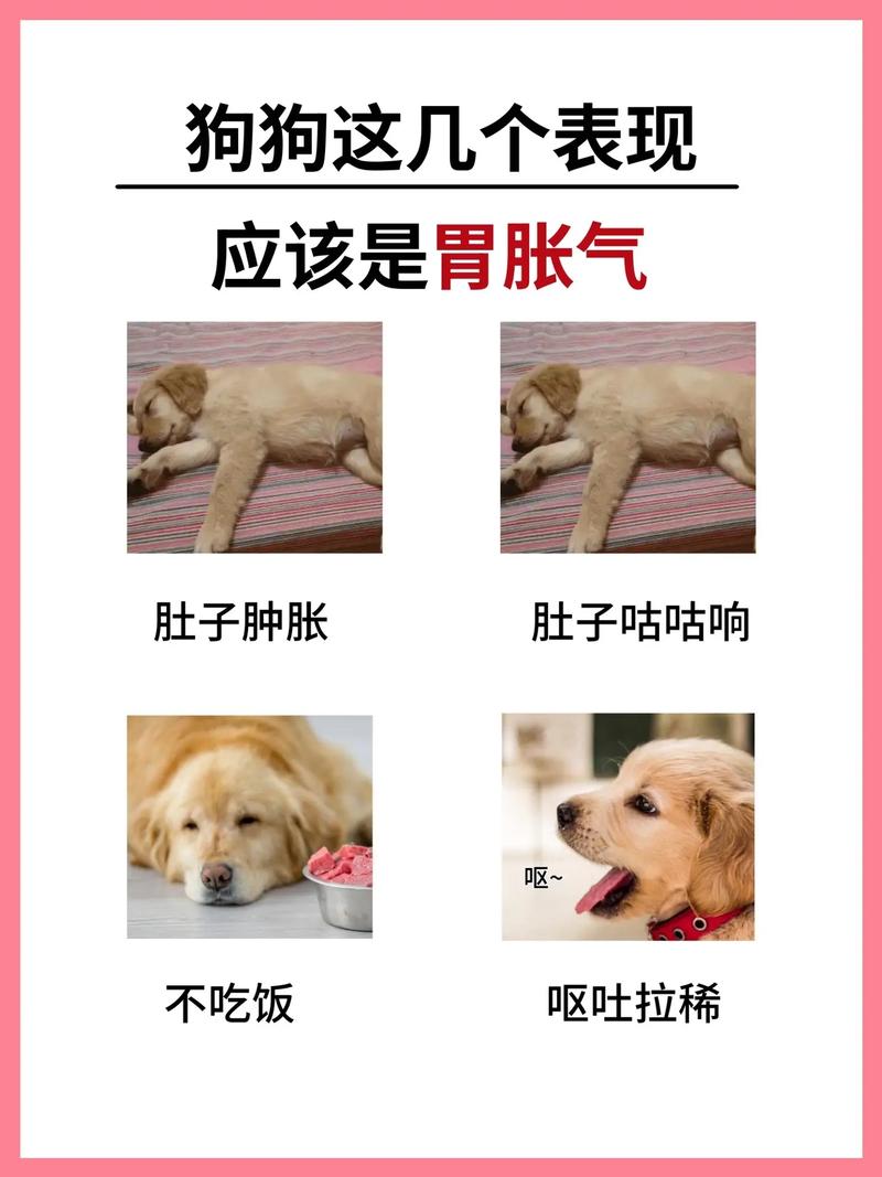 狗狗吃太饱了什么症状