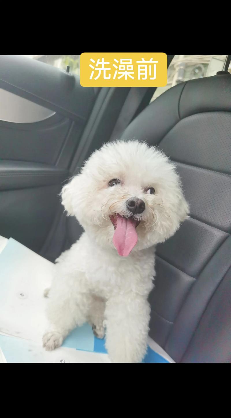 今天刚买的比熊、应该先洗澡还是先打针?