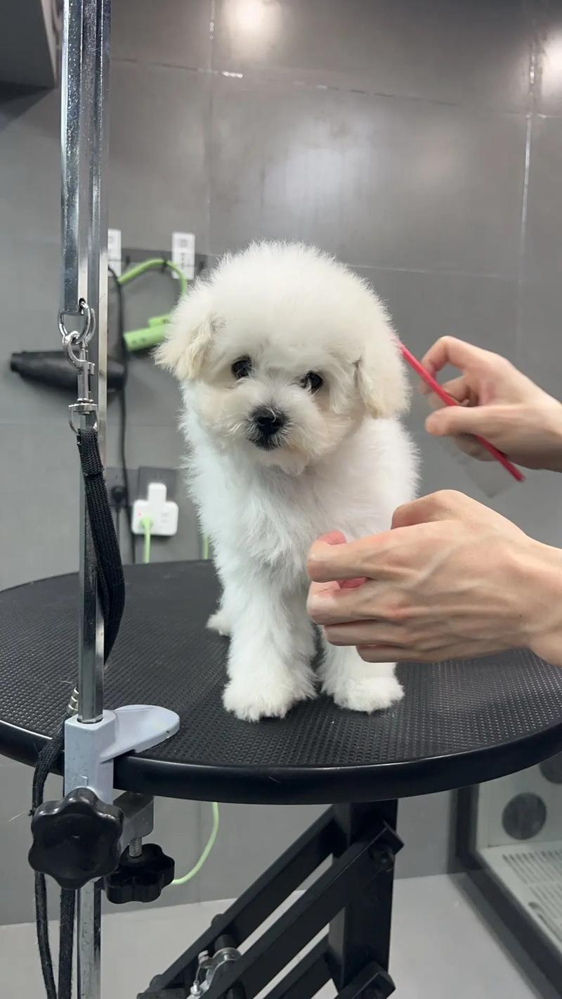 养狗狗要定期打针吗?