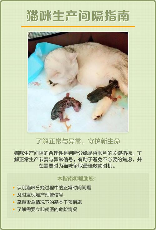 猫咪一般生产间隔多长时间生下一个