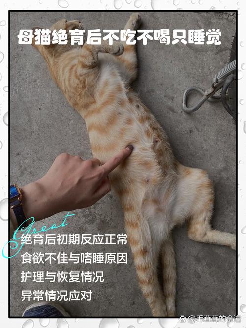 猫咪不喜欢喝水怎么办