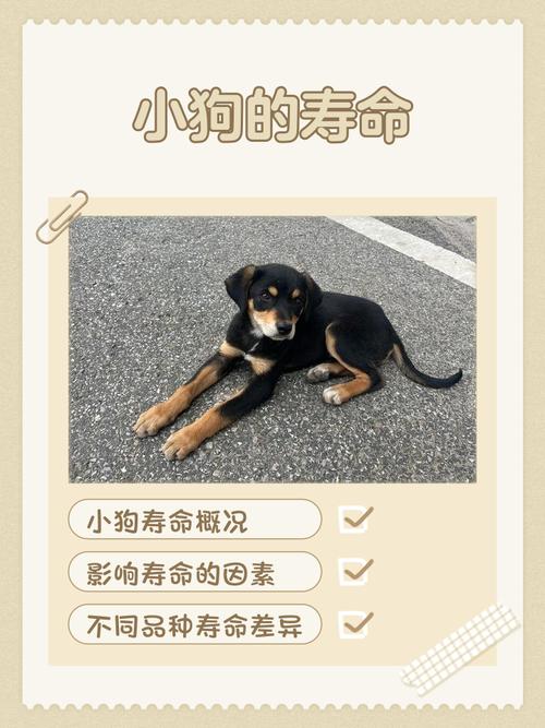 狗狗能活多少年,家犬平均寿命在10～15年左右