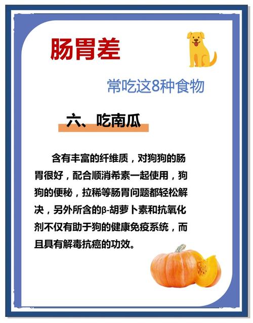 狗狗肠胃恢复期吃什么食物